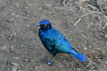 South African bird in natural conditions