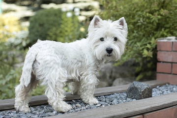 white cute little dog