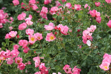 薔薇　ばら　ビンゴメイディランド