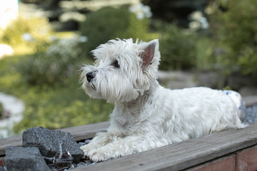 white cute little dog
