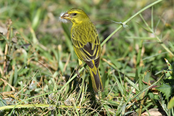 green bird with a dandelion in its beak