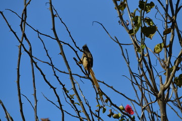 South African bird in natural conditions