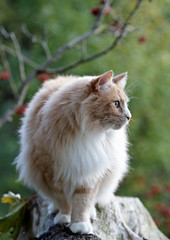 Naklejka na ściany i meble A big and strong Norwegian forest cat male standing on a stump in the evening light