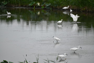 ハス田の白サギ