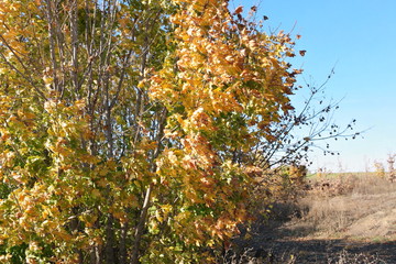 tree in autumn