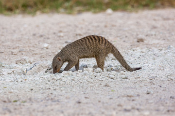 Banded mongoose (Mungos mungo) is digging in the ground, Etosha, Namibia, Africa