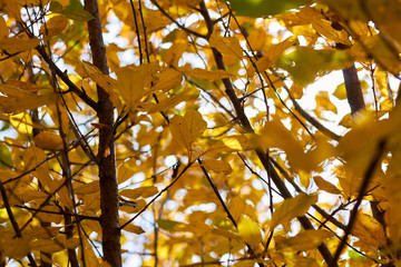 Photo autumn foliage, branches, leaves sunlight.