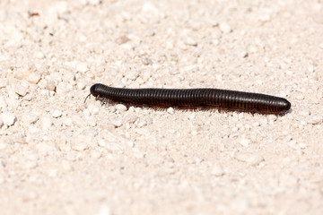 A centipede (Archispirostreptus gigas) crossing a gravel road, Etosha, Namibia, Africa