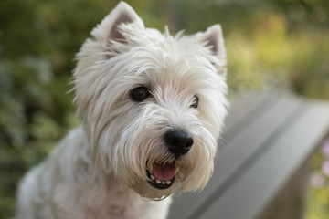 white cute little dog