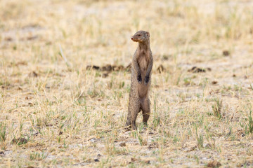 A banded mongoose (Mungos mungo), standing in the steppe, Etosha, Namibia, Africa