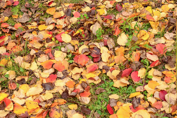 Autumn leaves on grass, summer end concept