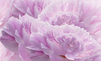 Floral halftone pink background. Flowers and petals of a  pink peonies close up. Nature.