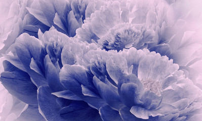 Floral halftone blue and white background. Flowers and petals of a blue peonies close up. Nature.