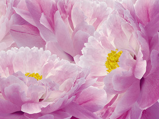 Floral pink background. Flowers and petals of a pink peonies close up. Nature.