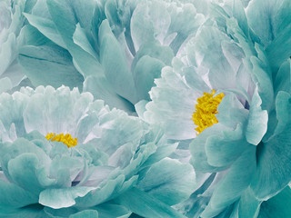 Floral turquoise background. Flowers and petals of a turquoise peonies close up. Nature. © nadezhda F