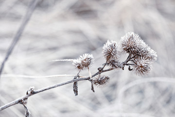Delicate frosted plants on a cold winter day