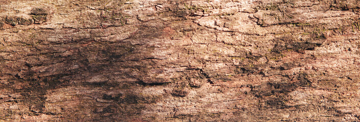Tropical pine tree bark texture, commonly found in coastal areas.