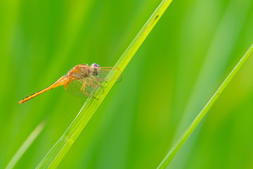 Young male Greater Red Skimmer dragonfly perching on rice leaf with green blur background
