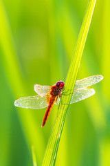 Greater Red Skimmer dragonfly perching on rice leaf with green blur background