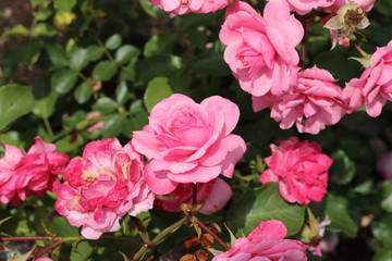 薔薇　ばら　ロイヤルボニカ