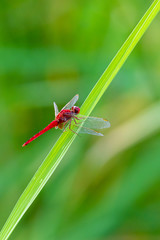 Greater Red Skimmer dragonfly perching on rice leaf with green blur background