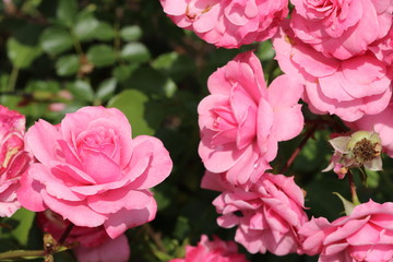 薔薇　ばら　ロイヤルボニカ