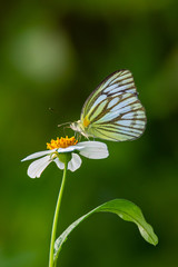Common Gull butterfly using its probostic to drink nectar from little white daisy flower