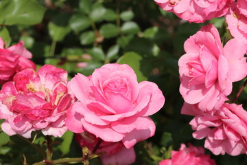 薔薇　ばら　ロイヤルボニカ