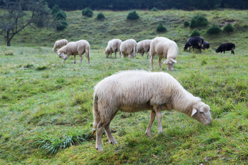 Obraz na płótnie Canvas Sheeps grazing in Soca river valley, Slovenia