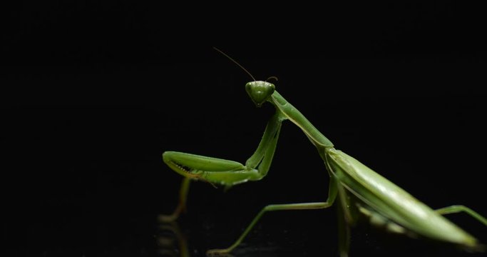 Macro shot of green European praying mantis sitting on a mirror surface on  black background and turning  its head sharply towards the camera, as if surprised or was called and asking  "what?" 4K