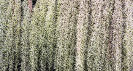 Background of green Spanish moss texture. Close up of Tillandsia usneoides pattern.