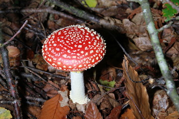 Amanites tue-mouches