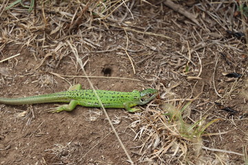 Lacerta bilineata; Lézard vert 