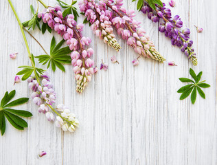 Pink  lupine flowers