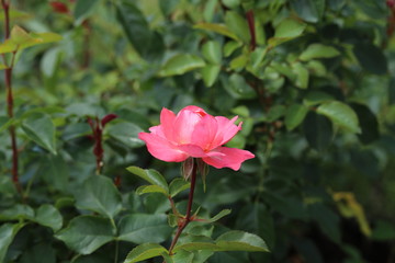 薔薇 ばら シャルダンドゥフランス