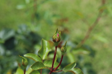 薔薇　ばら　シャルダンドゥフランス