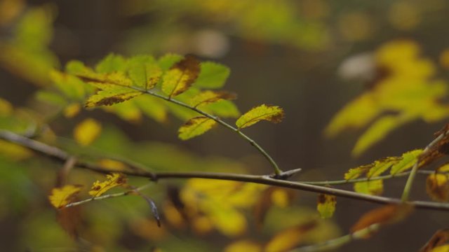 Small branche with autumn leafs moving in slowmotion