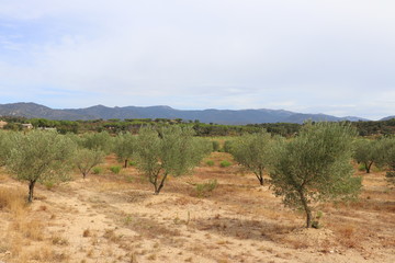 Champs d'Olivier en Espagne - Olea europaea 