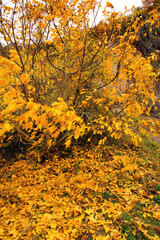 junger Kirschbaum im Herbst mit goldgelben Blättern