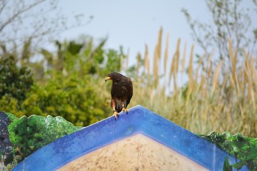 un &aacute;guila sobre un tejado azul