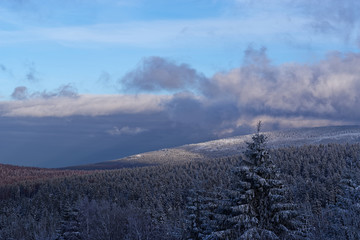Panoramic view at pine forest against cloudy sky at sunset