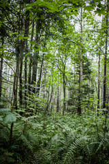 summer green forest and many ferns
