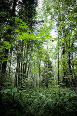 summer green forest and many ferns