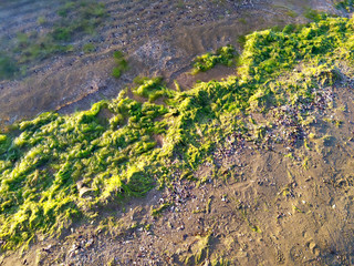 Green seaweed on the beach sand