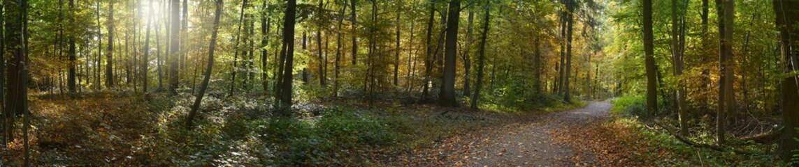 Panorama von Herbstwald