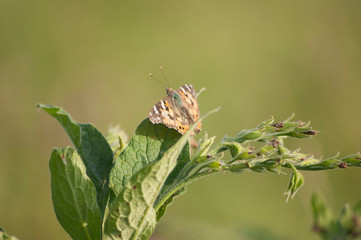 Butterfly on wild flower