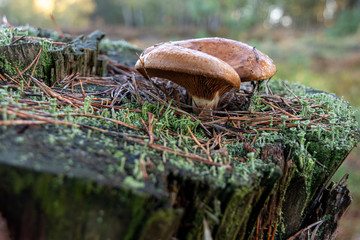 Brauner Pilz auf Baumstamm