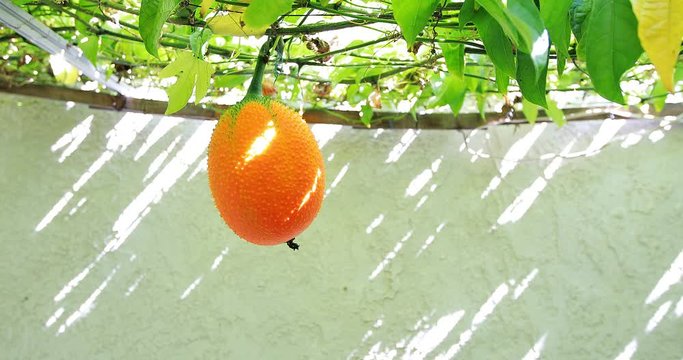 4k a male pick up ripe gac fruits on the vines hanging in the backyard