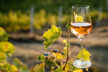 glass of rose wine in the vineyard with blue sky
