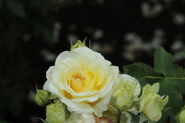 薔薇　ばら　快挙